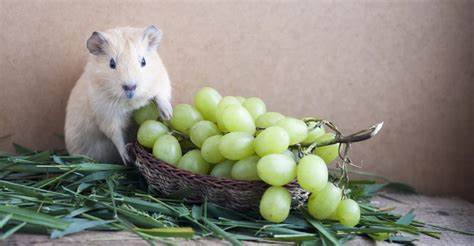 Can Guinea Pigs Eat Grapes?