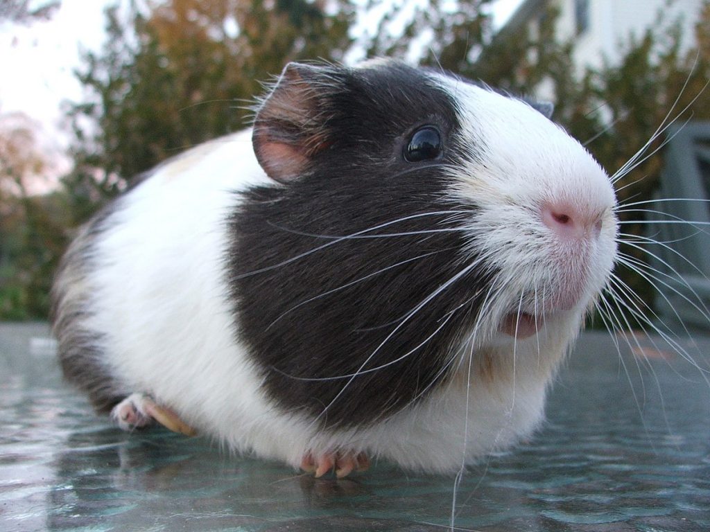 Can Guinea Pigs Eat Greek Yogurt?