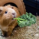 Can Guinea Pigs Eat Kale