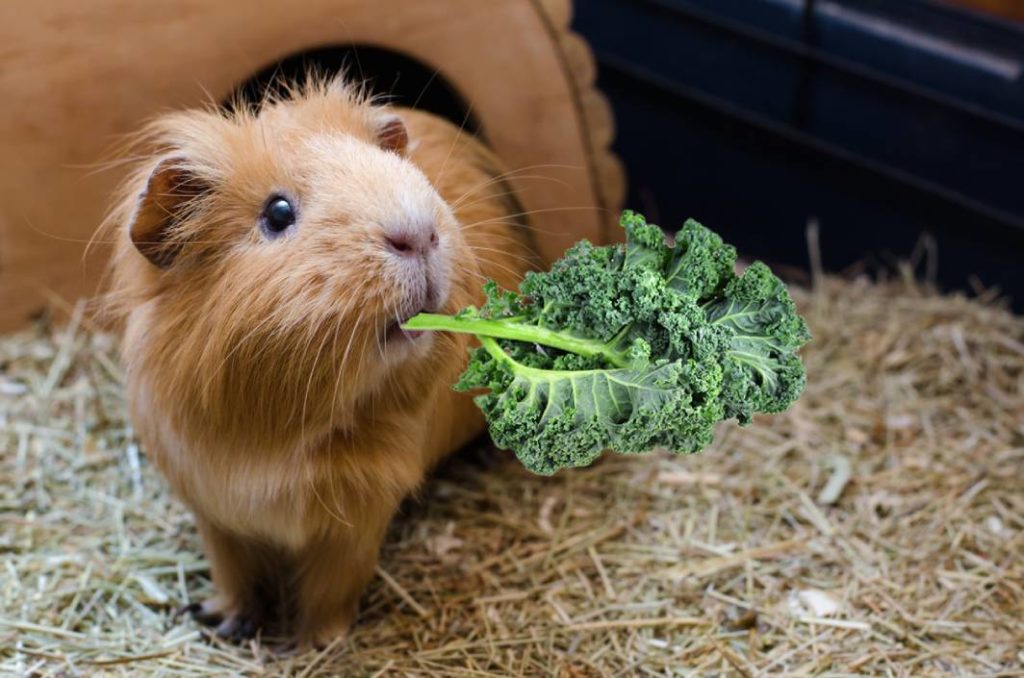 Can Guinea Pigs Eat Kale