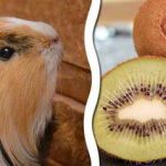 Can Guinea Pigs Eat Kiwi?