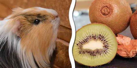 Can Guinea Pigs Eat Kiwi?