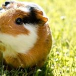 Can Guinea Pigs Eat Onions?