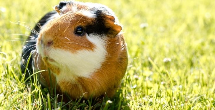 Can Guinea Pigs Eat Onions?