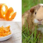 Can Guinea Pigs Eat Oranges?