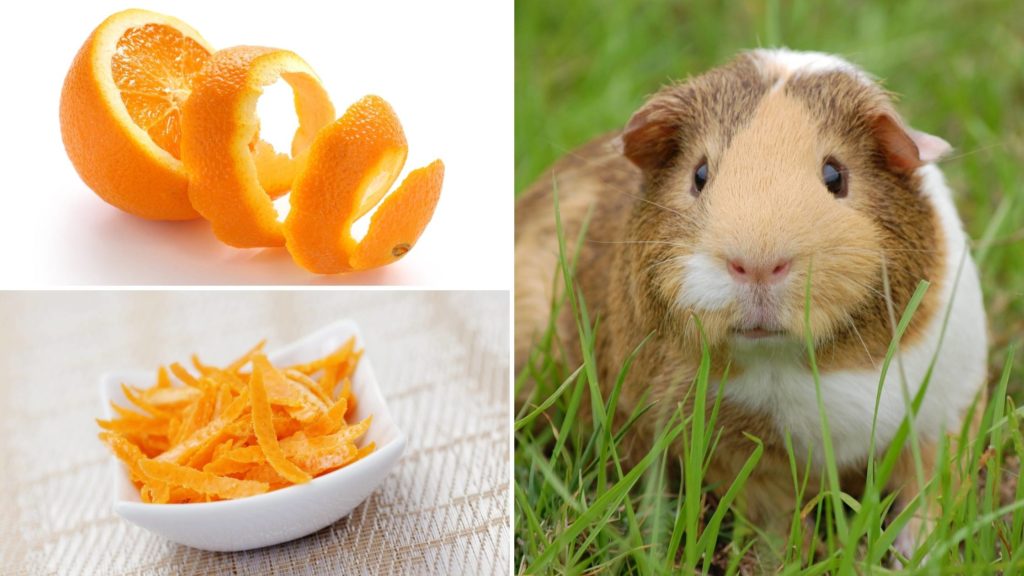 Can Guinea Pigs Eat Oranges?