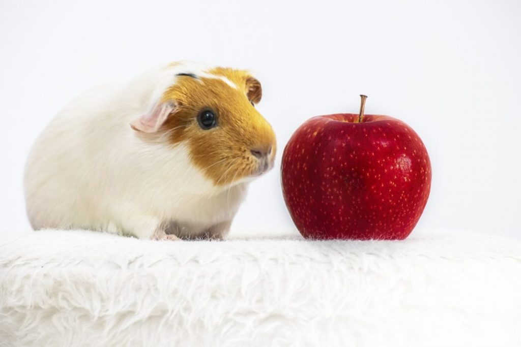 Can Guinea Pigs Eat Peaches?