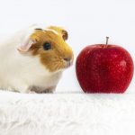 Can Guinea Pigs Eat Peaches?