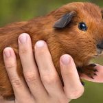 Can Guinea Pigs Eat Pears?