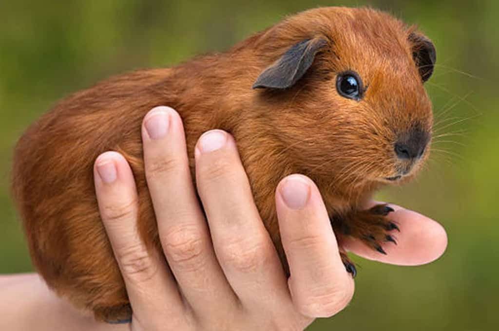 Can Guinea Pigs Eat Pears?