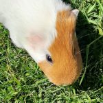 Can Guinea Pigs Eat Plantains?