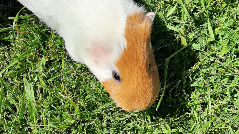 Can Guinea Pigs Eat Plantains?