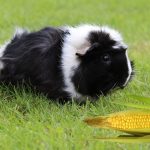 Can Hamsters Eat Corn?
