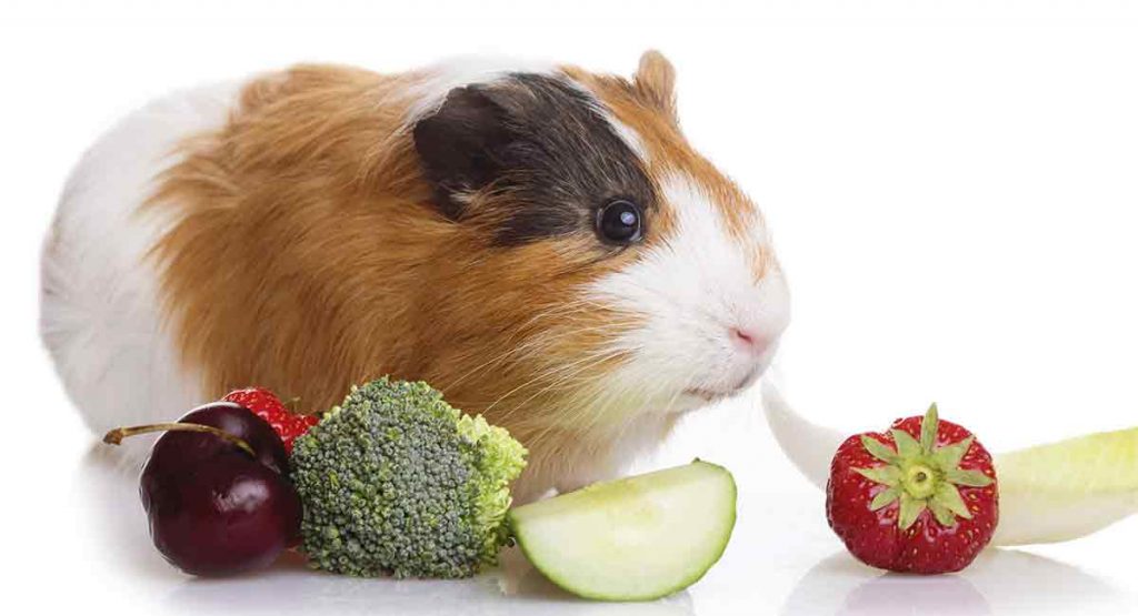 Can Guinea Pigs Eat Broccoli?