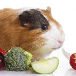 Can Guinea Pigs Eat Broccoli?