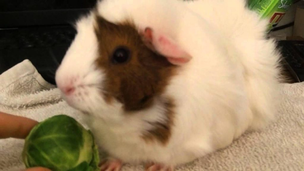 Can Guinea Pigs Eat Brussels Sprouts?