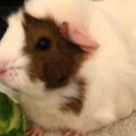 Can Guinea Pigs Eat Brussels Sprouts?