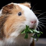 Can Guinea Pigs Eat Cilantro?