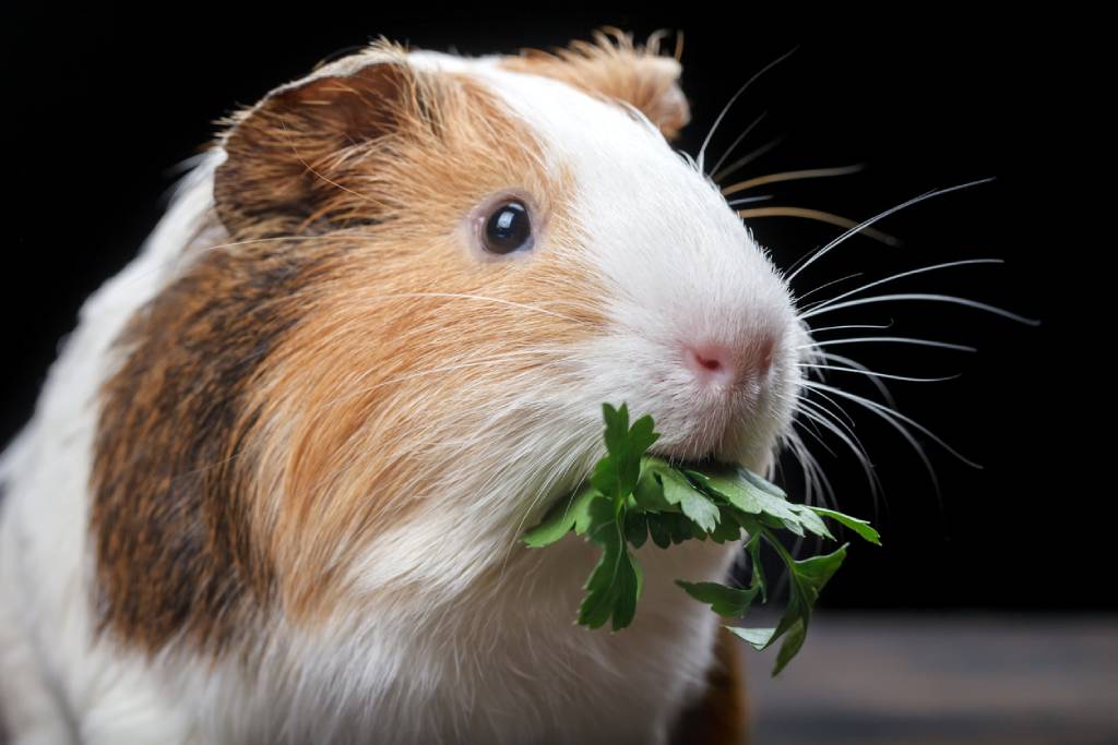 Can Guinea Pigs Eat Cilantro?