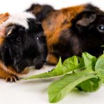 Can Guinea Pigs Eat Dandelion Greens