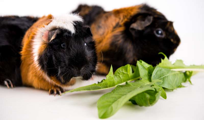 Can Guinea Pigs Eat Dandelion Greens