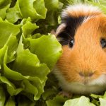 Can Guinea Pigs Eat Endive