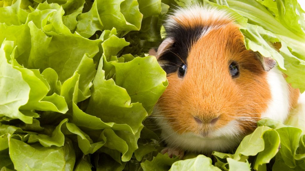 Can Guinea Pigs Eat Endive