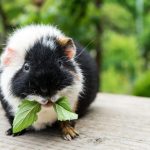 Can Guinea Pigs Eat Mint?