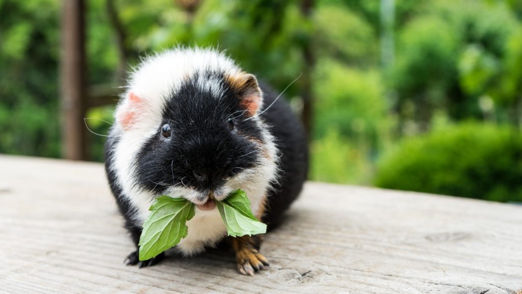 Can Guinea Pigs Eat Mint?