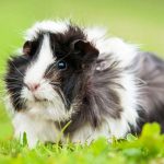 Can Guinea Pigs Eat Nasturtiums?