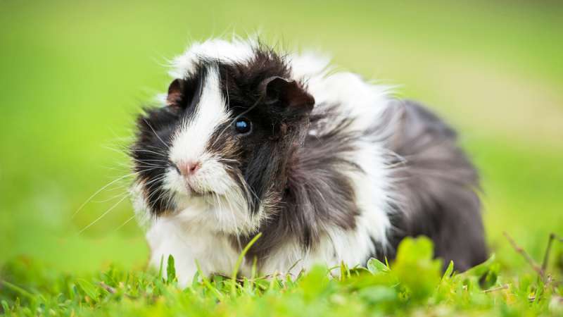 Can Guinea Pigs Eat Nasturtiums?