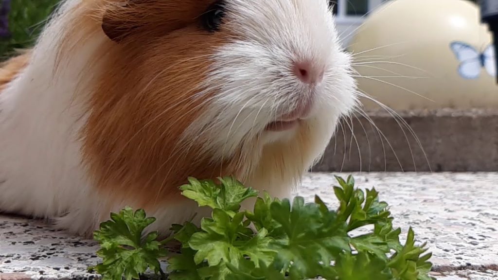 Can Guinea Pigs Eat Parsley?