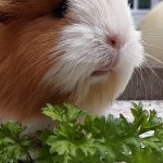 Can Guinea Pigs Eat Parsley?