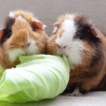 can guinea pig eat cabbage?