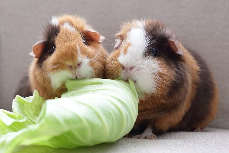 can guinea pig eat cabbage?