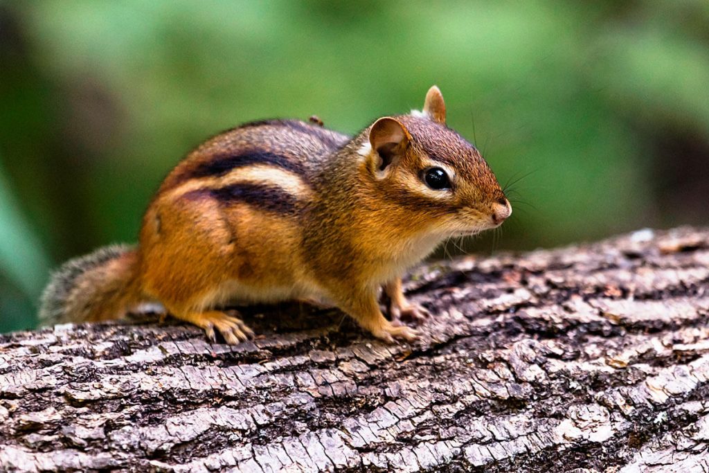 Can Chipmunks Eat Blueberries