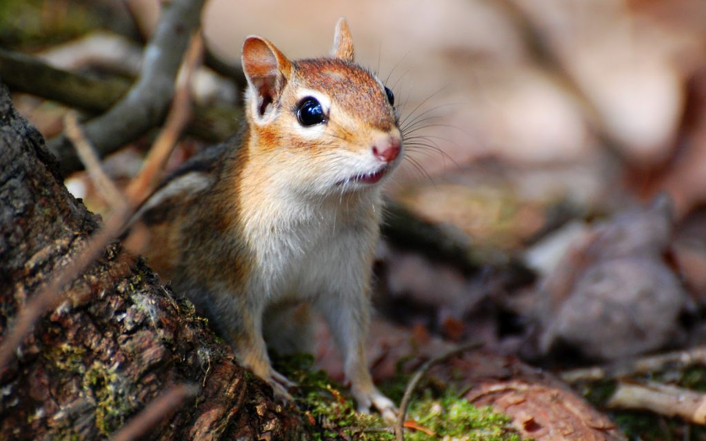 Can Chipmunks Eat Bread