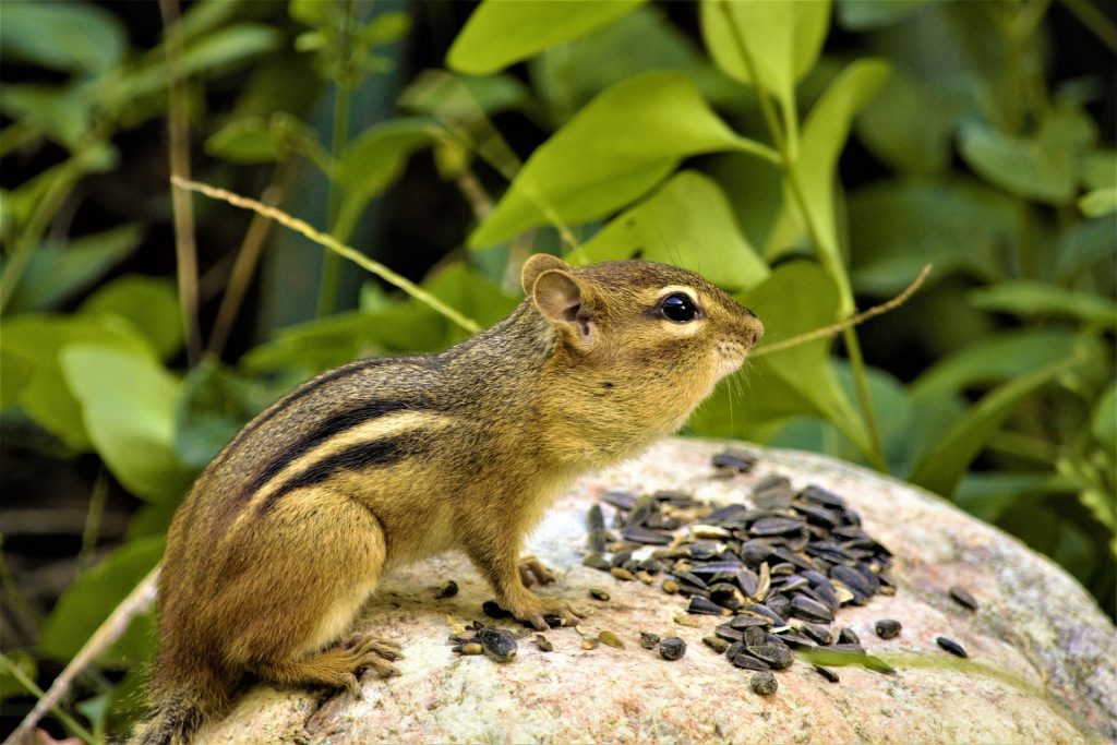 Can Chipmunks Eat Carrots