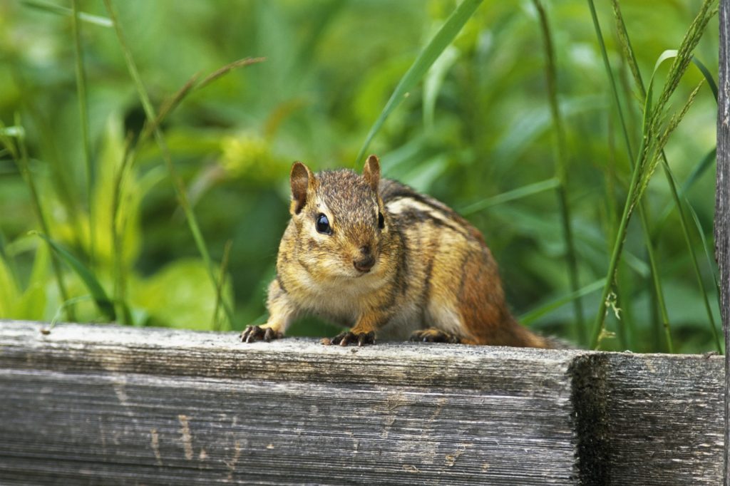 Can Chipmunks Eat Chocolate