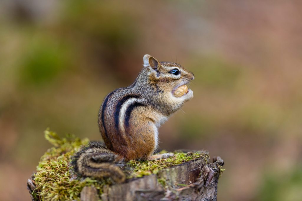 Can Chipmunks Eat Grapes