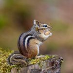 Can Chipmunks Eat Grapes