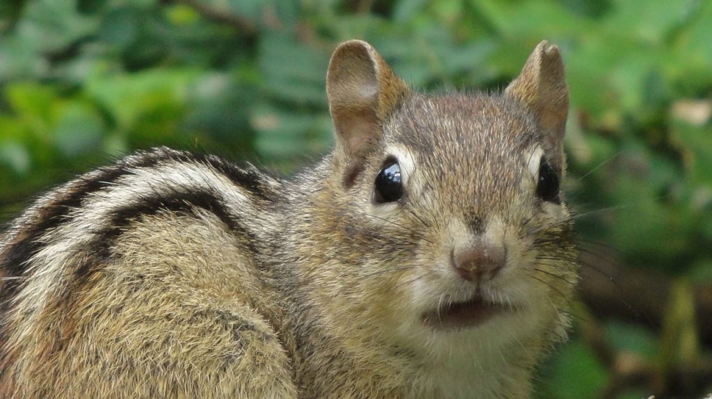 Can Chipmunks Eat Oranges