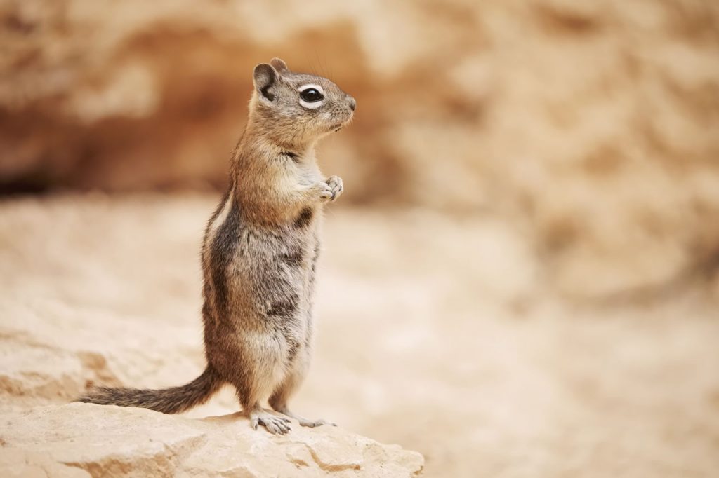 Can Chipmunks Eat Peanut Butter