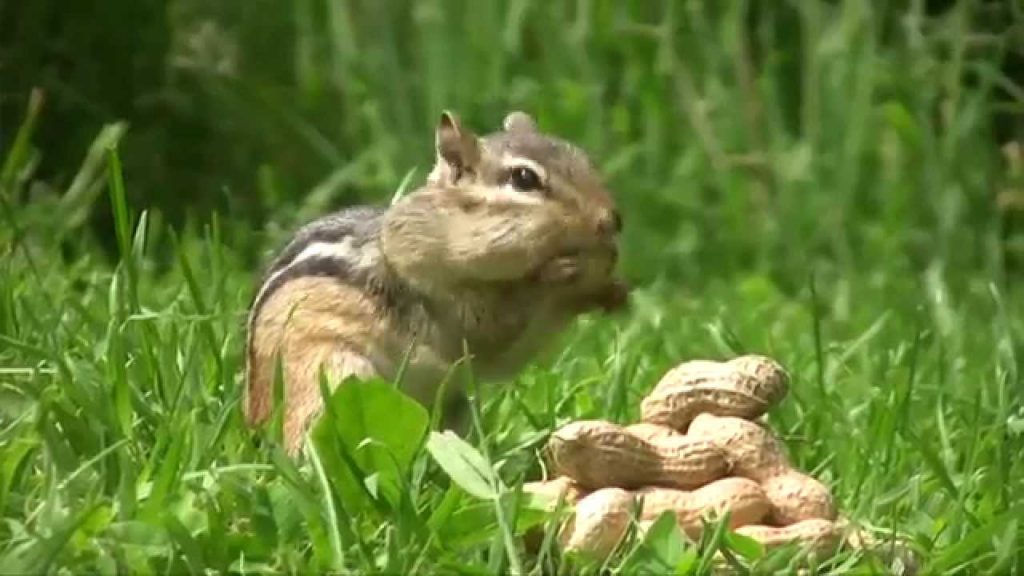 Can Chipmunks Eat Peanuts