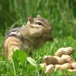 Can Chipmunks Eat Peanuts