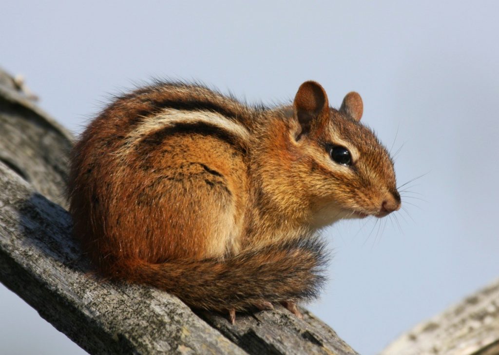 Can Chipmunks Eat Strawberries