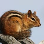 Can Chipmunks Eat Strawberries