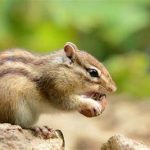 Can Chipmunks Eat Walnuts