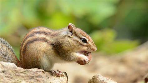 Can Chipmunks Eat Walnuts