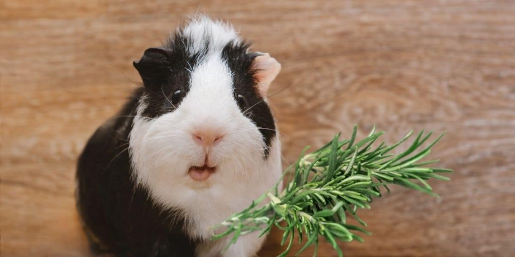 Can Guinea Pigs Eat Rosemary